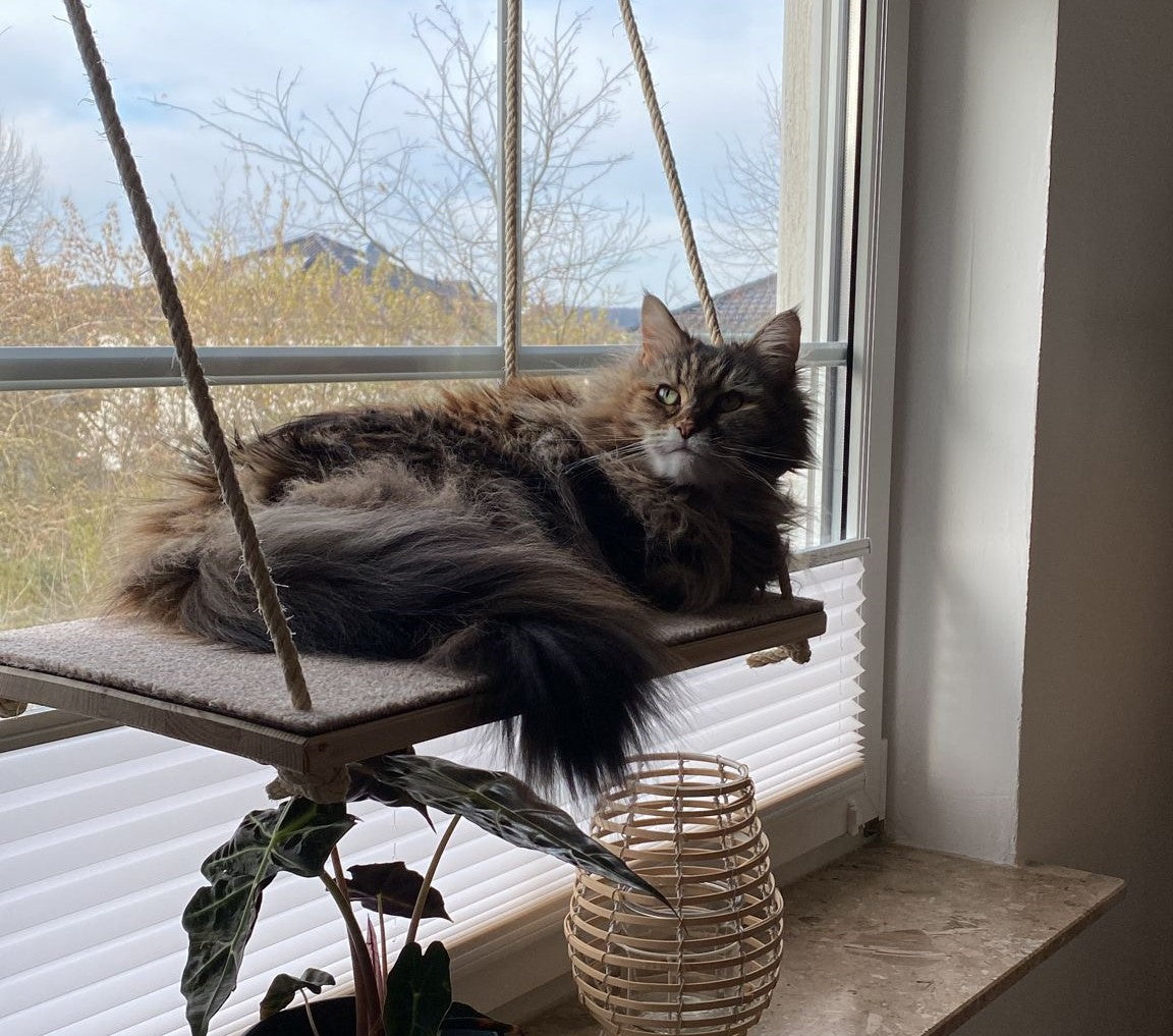 Katzen Fenster Platz Liege, Aussichtsplattform über der Fensterbank