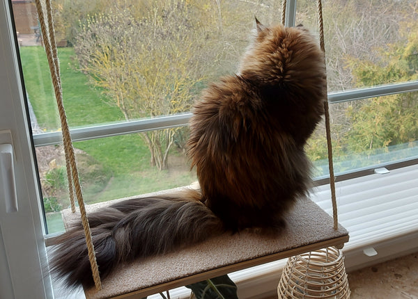 Katzen Fenster Platz Liege, Aussichtsplattform über der Fensterbank