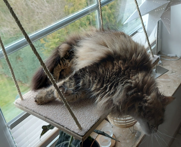 Katzen Fenster Platz Liege, Aussichtsplattform über der Fensterbank